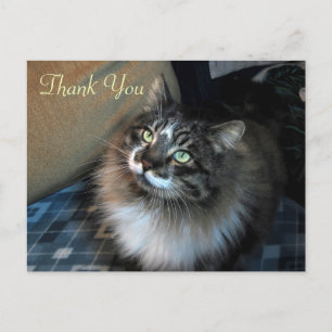 Irresistible Cat Zorro Thank You Postcard