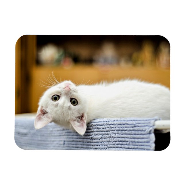 Irresistible...huggable and loveable kitty cat magnet (Horizontal)