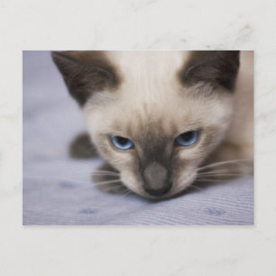 Irresistibly Blue Postcard