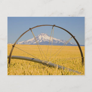Irrigation Pipe in Field Postcard