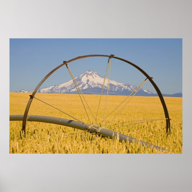 Irrigation Pipe in Field Poster (Front)
