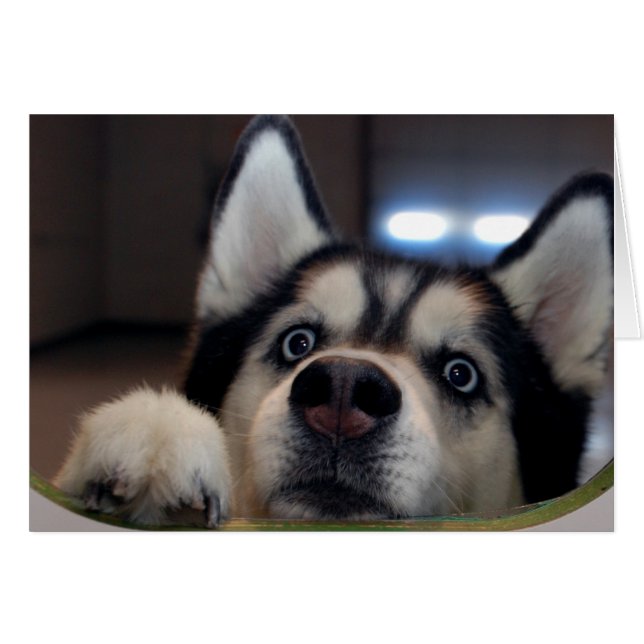 Is Anybody Out There (Front Horizontal)