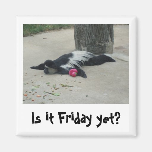 Image of Is it Friday yet? Funny monkey magnet