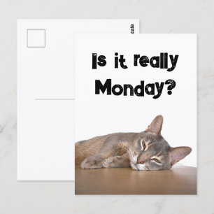 Is It Really Monday? Funny Abyssinian Cat Meme Postcard