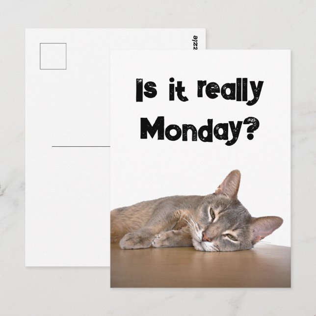 Is It Really Monday? Funny Abyssinian Cat Meme Postcard (Front/Back)