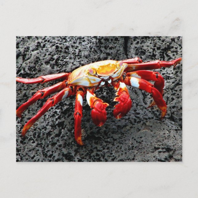 Isla Seymour, Galapagos, Red crab Postcard (Front)