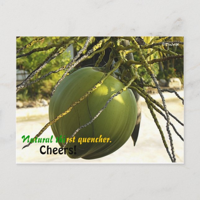 Island (Coconut) Postcard (Front)