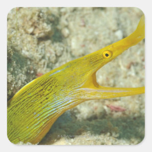 Island of Borneo, Sipadan Island Square Sticker