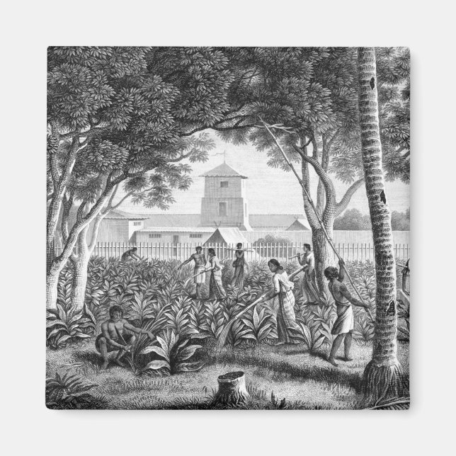 Island of Guam: Natives at Work in the Garden of t Magnet (Front)