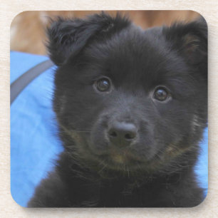 Islandhund - Icelandic Sheepdog Coaster
