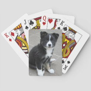 Islandhund Playing Cards