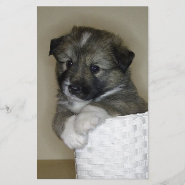 Islandhundwelpe (Front)