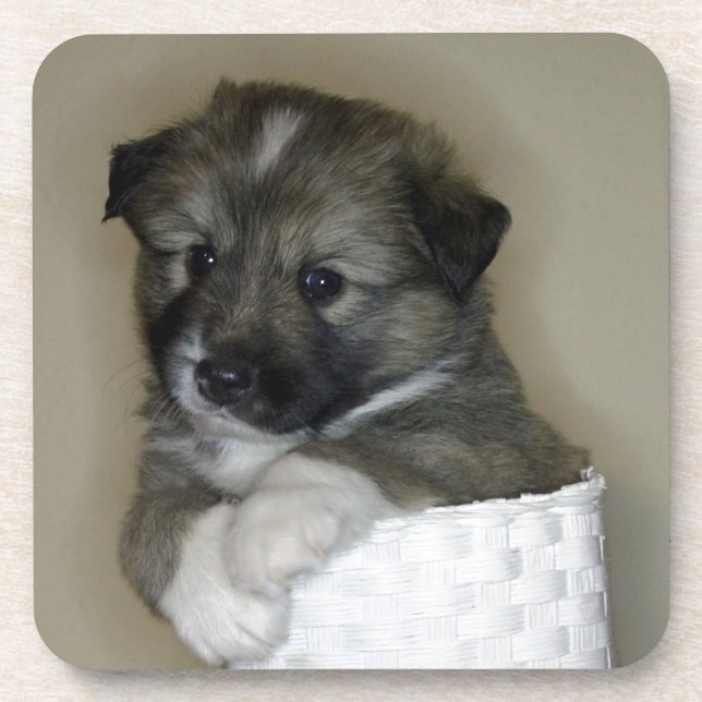 Islandhundwelpe Coaster (Front)