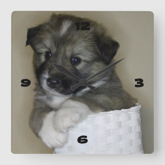 Islandhundwelpe Square Wall Clock