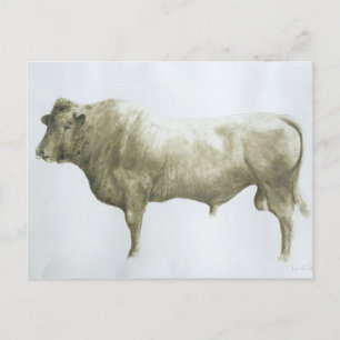 Islay Bull 2004 Postcard