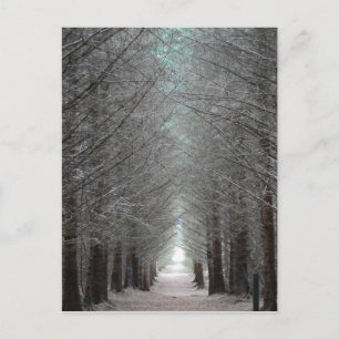 Isle of Mull Forest Postcard