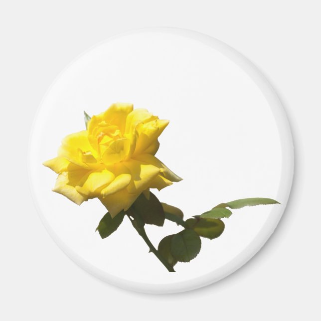 Isolate Yellow rose Magnet (Front)