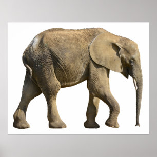 Isolated African elephant Poster