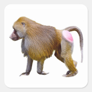 Isolated baboon walking postcard square sticker
