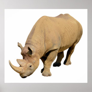 Isolated black rhinoceros poster