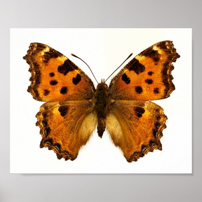 Isolated Blackleg Tortoiseshel butterfly Postcard  Poster (Front)