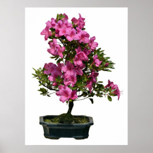 Isolated bonsai rhododendron blooming poster