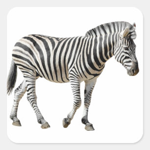 Isolated Burchell Zebra Square Sticker
