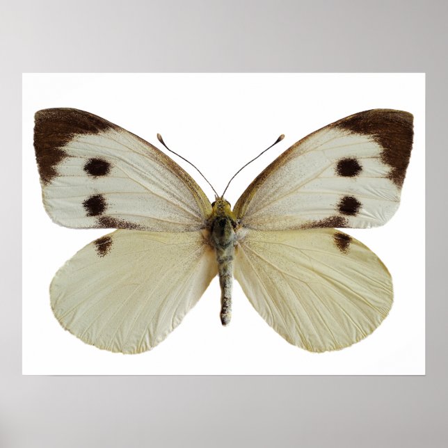 Isolated female Large White butterfly Poster (Front)