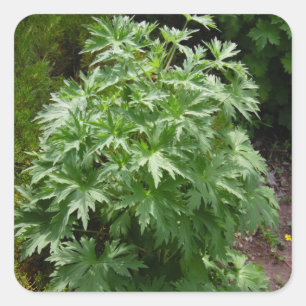 Isolated Garden Plant Square Sticker