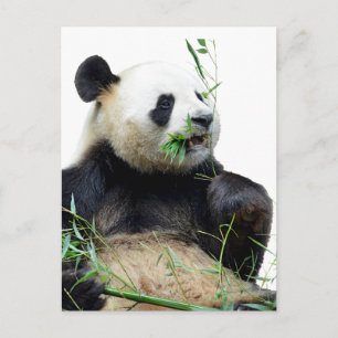 Isolated giant panda eating bamboo postcard