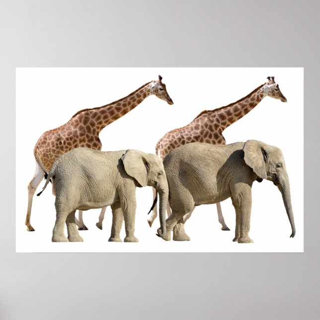 Isolated giraffes and elephants walking poster (Front)