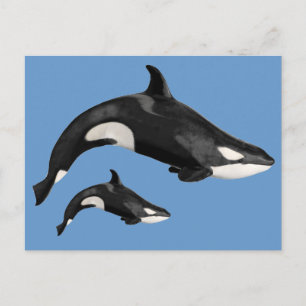 Isolated killer whale postcard