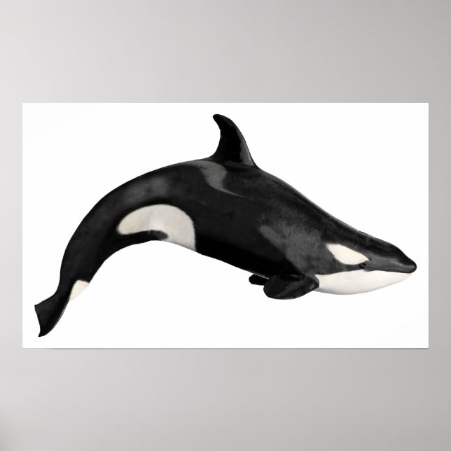 Isolated killer whale poster (Front)