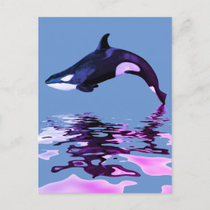 Isolated killer whale with reflection postcard