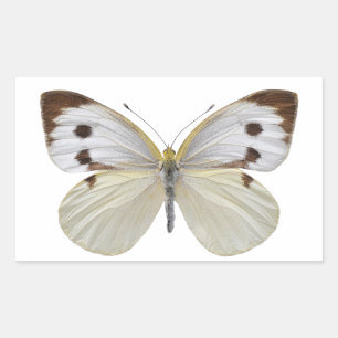 Isolated Large White butterfly PNG Rectangular Sticker