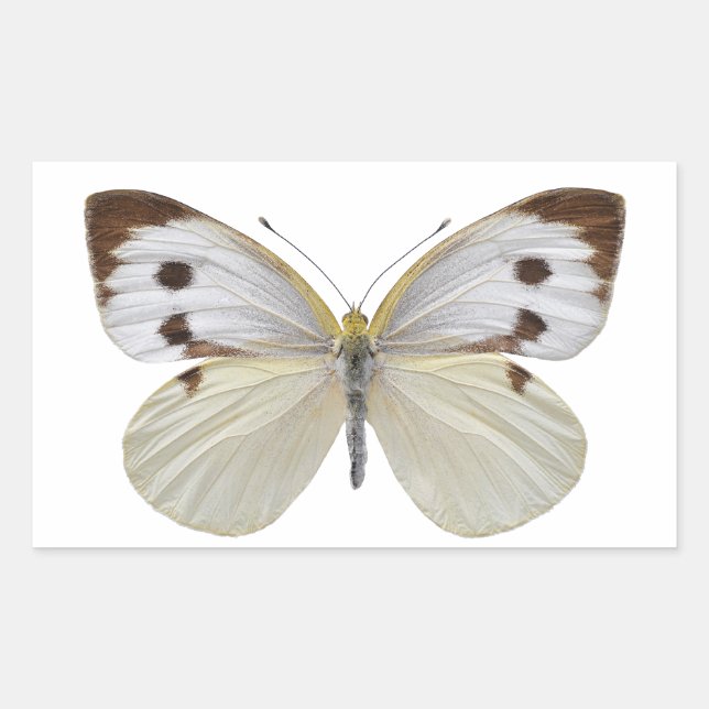 Isolated Large White butterfly PNG Rectangular Sticker (Front)