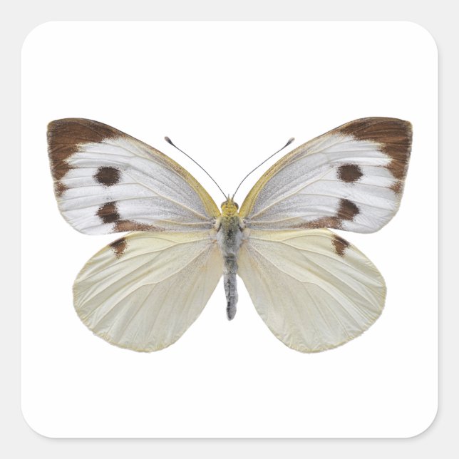 Isolated Large White butterfly PNG Square Sticker (Front)