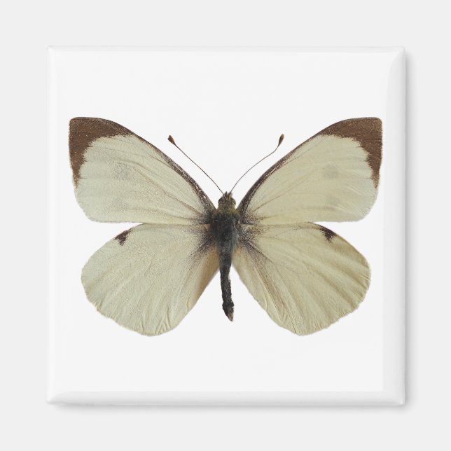 Isolated male Large White butterfly   Magnet (Front)