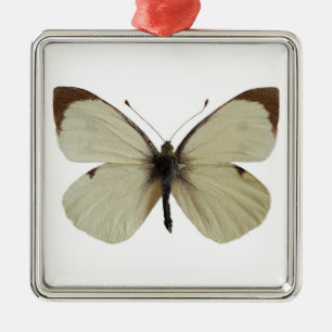 Isolated male Large White butterfly   Metal Tree Decoration