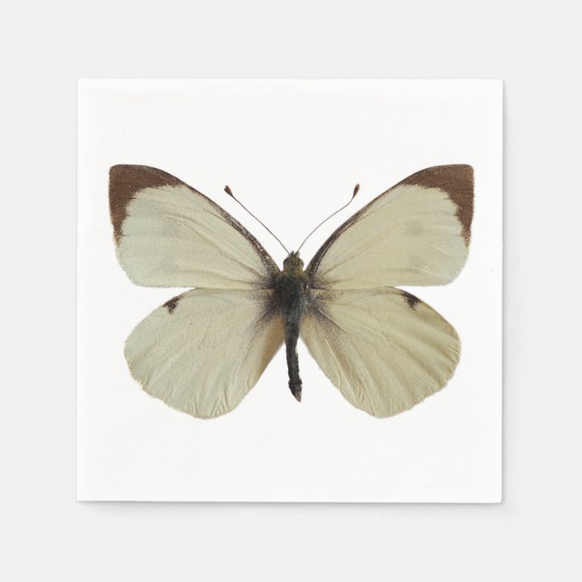Isolated male Large White butterfly   Napkin (Front)