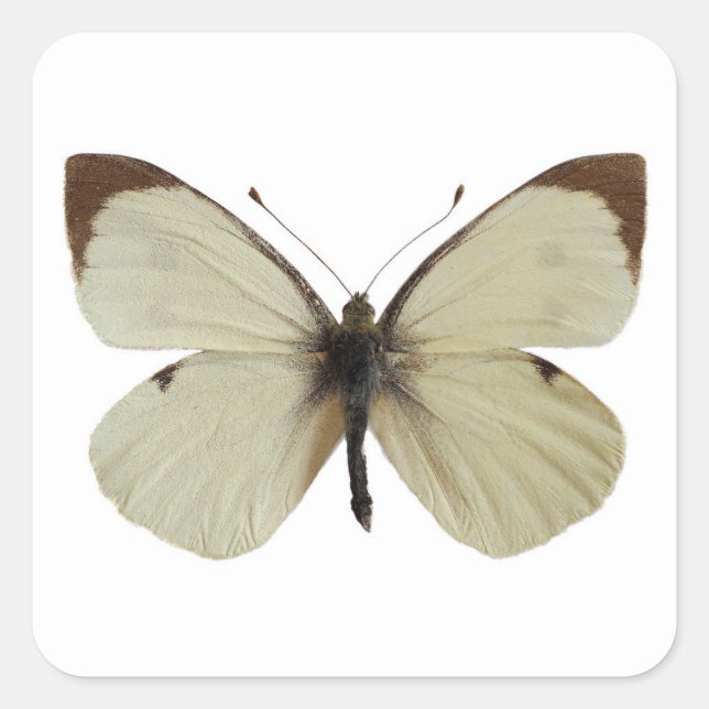 Isolated male Large White butterfly  Square Sticker (Front)