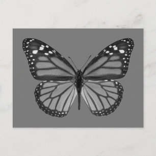Isolated monarch butterfly PNG Postcard