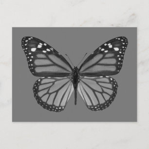 Isolated monarch butterfly PNG Postcard