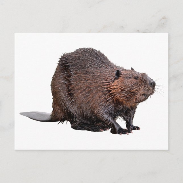 Isolated North American Beaver Postcard (Front)