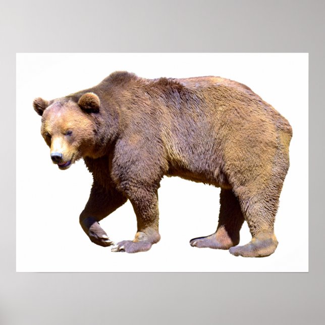 Isolated of brown bear postcard square sticker T-S Poster (Front)