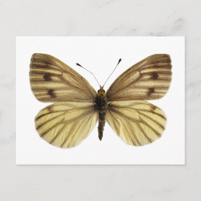 Isolated of green-veined white butterfly postcard (Front)