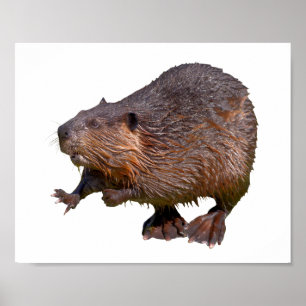 Isolated of North American Beaver Postcard Square Poster