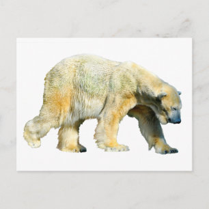 Isolated polar bear postcard