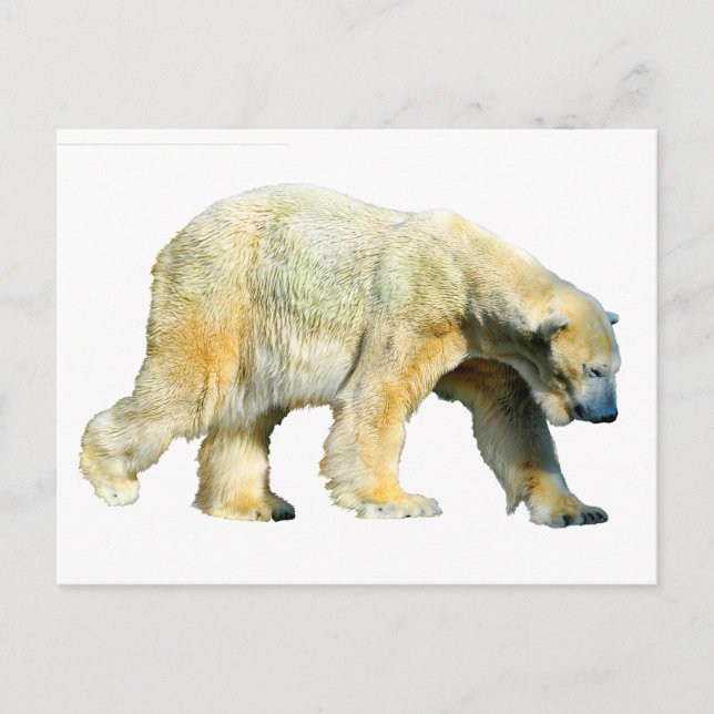 Isolated polar bear postcard (Front)