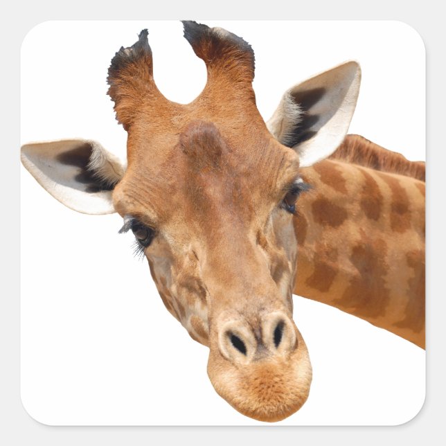 Isolated portrait of giraffe PNG Square Sticker (Front)